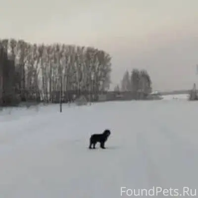 Помогите собаке!!! Потерялась!...