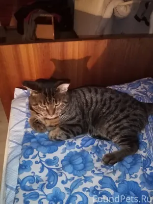 Пропал любимый кот по имени Ва...