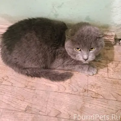 Володарск! Найден маленький ко...