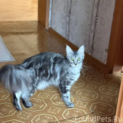 Пропала кошка. Если кто то вид...