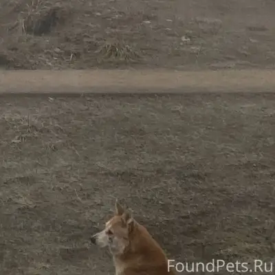 Пропала собака, откликается на...