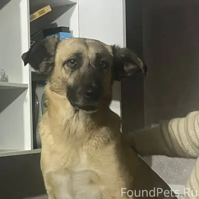 ❗ПРОПАЛА СОБАКА❗ Волгоград! На...