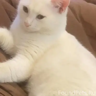 Здравствуйте! Пропал Кот, зову...