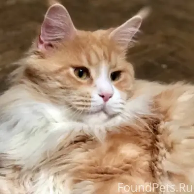 ПОТЕРЯЛСЯ КОТ