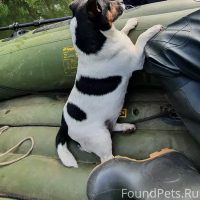 Пропала собака — наш любимый ч...