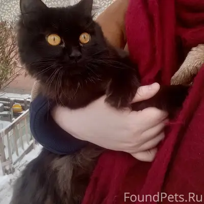 ❗❗❗Найдена кошка! ❗❗❗ Под Новы...