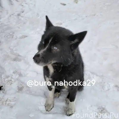 Две недели назад появился пёс,...