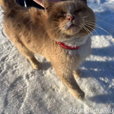 Найден, кот, породистый, весь ...