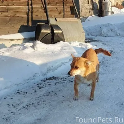 Потерялась собака а Полысаево....