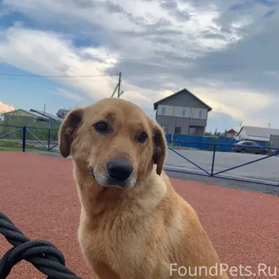 ❗️пропала собака❗️ зовут Габи,...