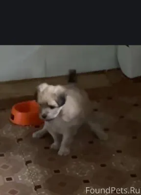 Пропала собака, в центре! Фото...