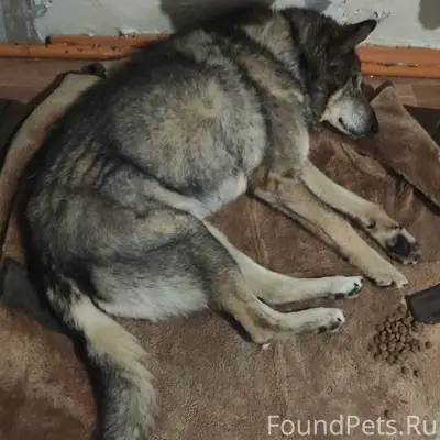 Потерялась собака. Сегодня. Ра...