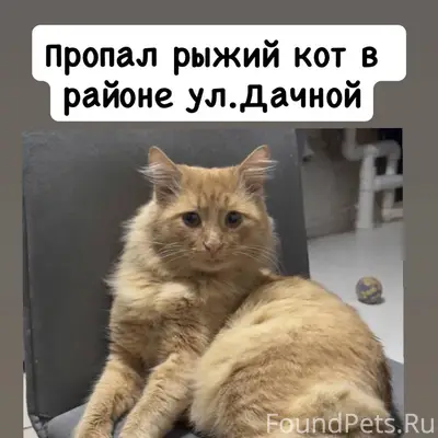 Здравствуйте! Пропал наш кот п...