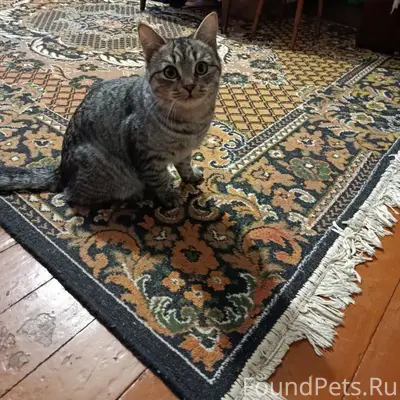 Добрый день. Пропал кот утром ...