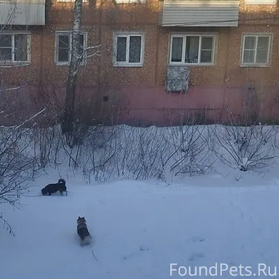 У кого убежали собаки? У тёмно...