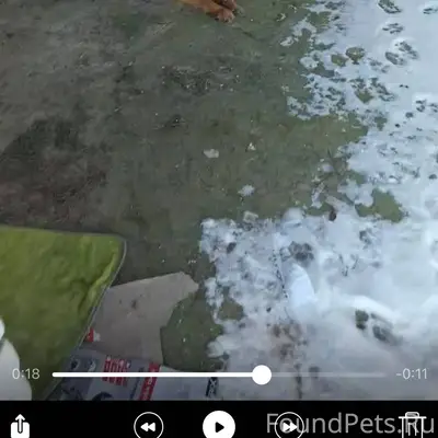 Чей друг попал в беду?В...