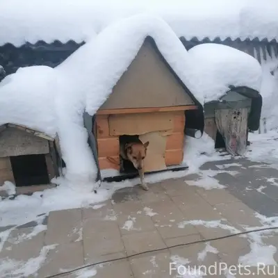 Пропала собака Дружок, маленьк...