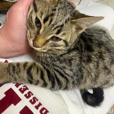 Добрый день. Найдён котёнок, с...