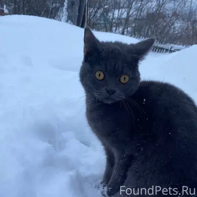 Потерялся кот 9 месяцев 16.01....