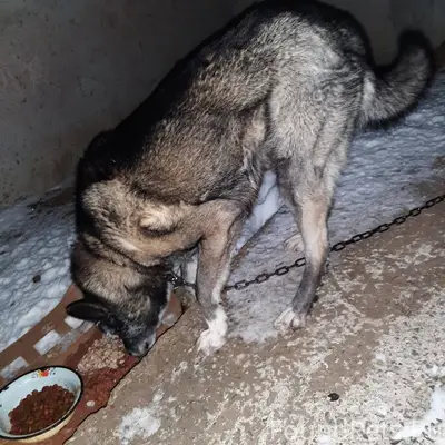 ‼️ Найдена собака ‼️ 📍Трубичин...