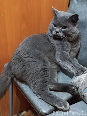 Добрый день. Пропал кот Яшка н...