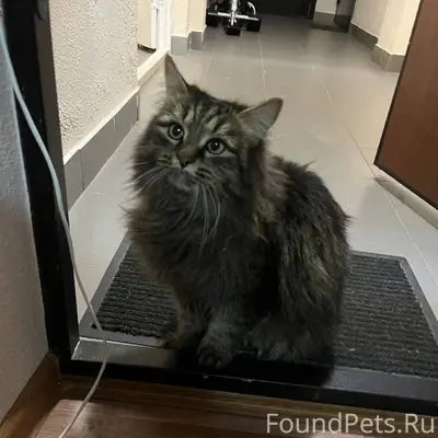 Найдена кошка на Менделеева-35...