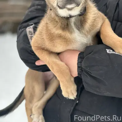 ВНИМАНИЕ ‼️ НАЙДЕН ЩЕНОК 🐶. Ма...