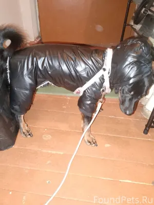 Пропала собака. Окрас-чёрные с...