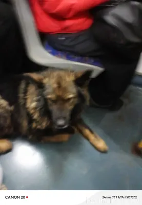 Народ, кто потерял собаку? Заш...