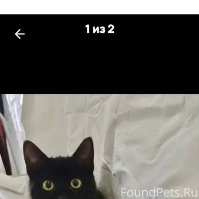 Пропала котенок,девочка.4 меся...