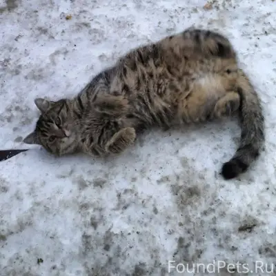 УФА❗❗❗ Найден кот в районе ули...