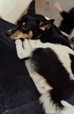 Потерялась собака, октябрьский...