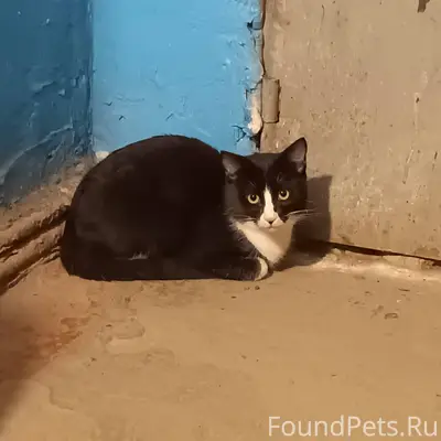 Пушистик в подъезде на Алексан...