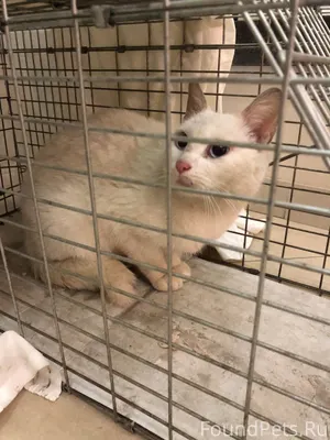 Найдена кошка: кот. Фокинский ...