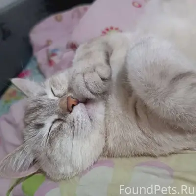 ПРОПАЛА КОШКА! ПОМОГИТЕ НАЙТИ ...