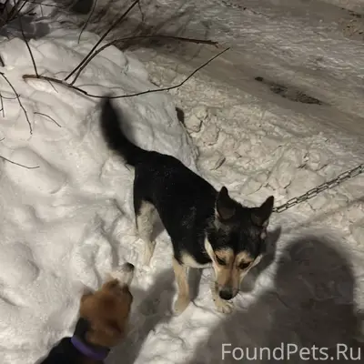Здравствуйте! найдена собака в...