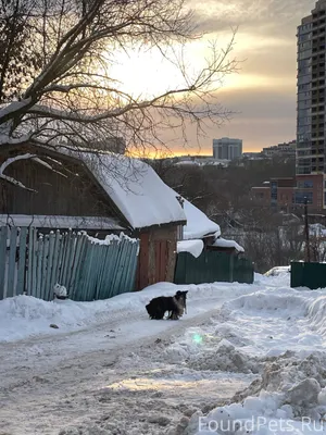 Видели собаку 