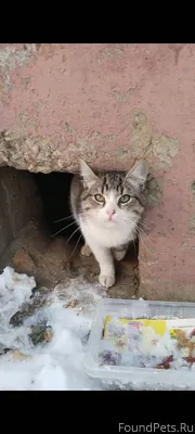 #Калуга Пишу повторно. Котёнок...