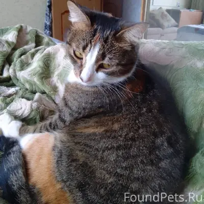 Пропала кошка Буся. В районе (...