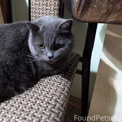 Найдена кошка шотландской поро...