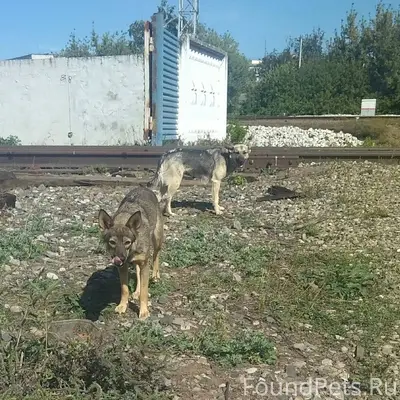 SOS! SOS! SOS! Пропали 3 собак...