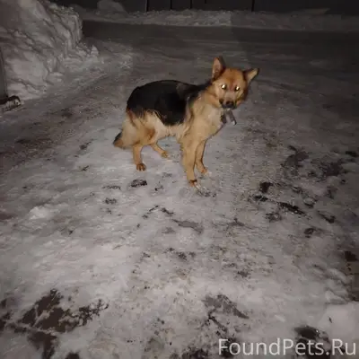 Может у кого-то сбежала собака...