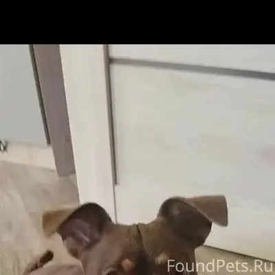 Друзья, пропала моя собака, кл...