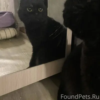 Нашла на кухне кота🤗, ул Андре...