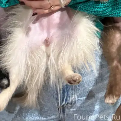 Пропала собака, улица Степана ...