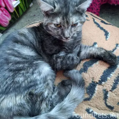 Найдена кошка! 🐱Явно домашняя....