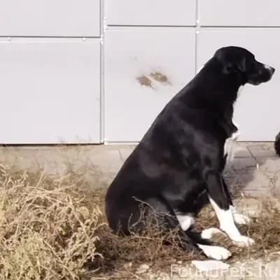 Пропала собака в районе Черокм...