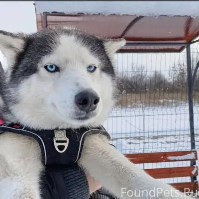 Пропала собака в районе Соцгор...