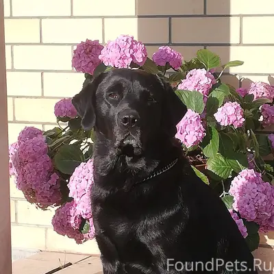 Добрый вечер. Пропала собака! ...