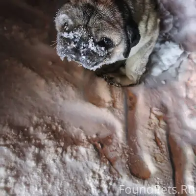 ‼️‼️Срочный поиск хозяина‼️‼️ ...